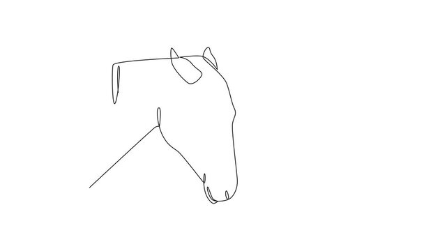 Resting Horse Head. Mammals Concept. Single line draw design Video 4k. Footage graphic illustration