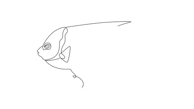 Angelfish Swimming Calm Underwater. Sea Animals Concept. Single line draw design Video 4k. Footage graphic illustration