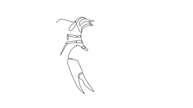 Shrimp Standing With Raised Claws. Sea Animals Concept. Single line draw design Video 4k. Footage graphic illustration