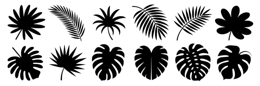 Leaves tropical set with monstera and palm silhouettes in black on white background for design featuring elements, graphics, illustrations with botanical and foliage elements for plants, nature