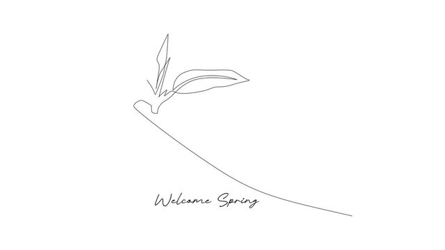 Bird Perched on Spring Branch. Springs Concept. Single line draw design Video 4k. Footage graphic illustration