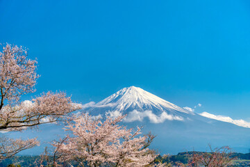 富士山と桜・静岡県　富士宮市