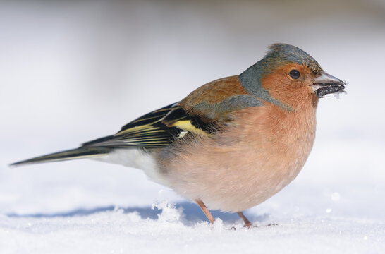 Male common chaffinch (Fringilla coelebs) deep snow feeding in terrible winter cold 
