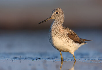 Obraz premium Close photo shot of Common greenshank (Tringa nebularia) standing in deep blue water in early morning