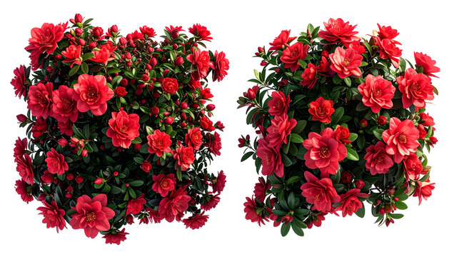 Two vibrant, blooming camellia bushes with lush, red flowers