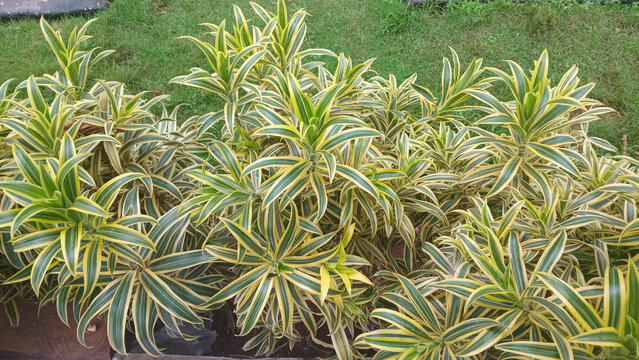 Variegated tropical foliage plants in garden landscaping