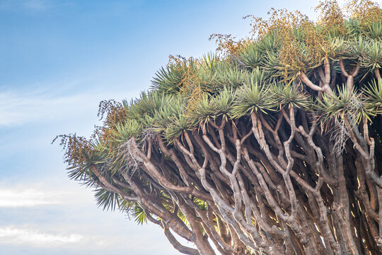 Detalle de las ramas geom&eacute;tricas y hojas puntiagudas de un Drago (Dracaena draco) con racimos de frutos bajo un cielo despejado.