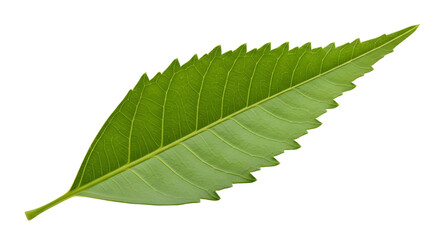 Obraz premium Single green serrated leaf with prominent veins, isolated PNG with Transparent Background