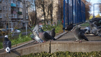 Obraz premium Pigeons on the curb against the background of urban buildings and facilities