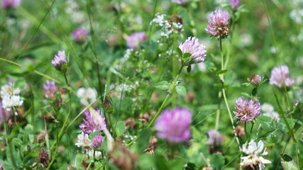 Fototapeta premium a field with green grass and flowers. The clover flowers are pink and white, growing thickly, creating a bright and picturesque appearance.