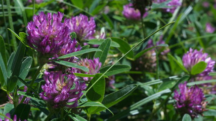 Obraz premium A cluster of clover flowers among greenery