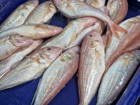 Multiple whole raw Ornate Threadfin Bream (Nemipterus hexodon) displayed in a blue plastic tray, typical of a wet market or fresh seafood stall.