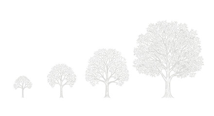 Stages of Tree Growth: Sapling to Mature Tree Illustration on White Background