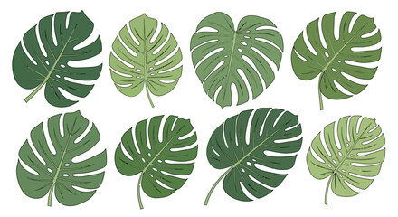 Collection of Vibrant Green Monstera Leaves, Tropical Plant Illustrations on White Background © Atikah