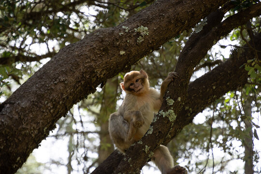 Macaque de Barbarie dans un c&egrave;dre, Azrou, Maroc