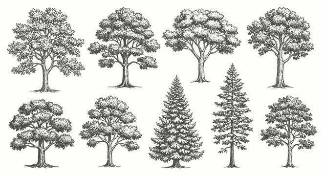Vintage Tree Illustrations: A Diverse Collection of Deciduous and Evergreen Trees
