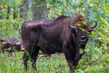 European bison wisent standing in forest with tracker collar