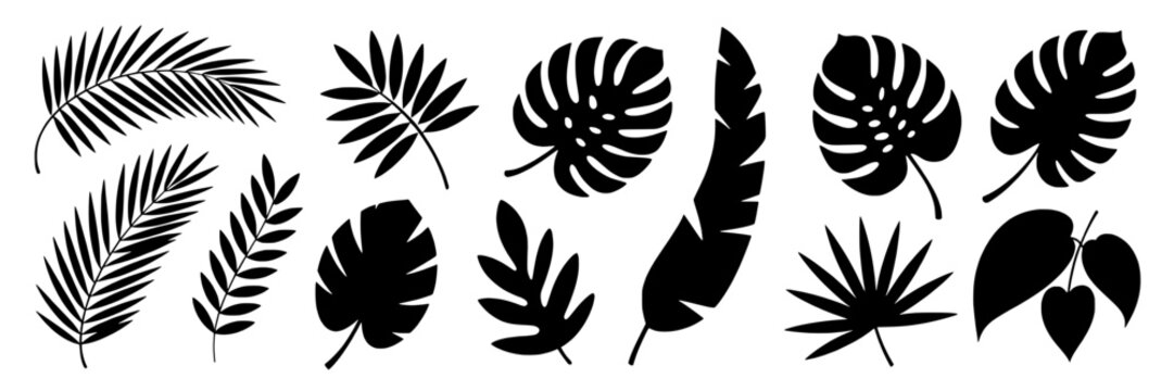 Leaves tropical set with monstera and palm silhouettes, various shapes and sizes, black on white background featuring leaf collection, foliage, plants with nature and botanical elements for