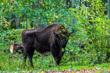 European bison standing in untouched green forest