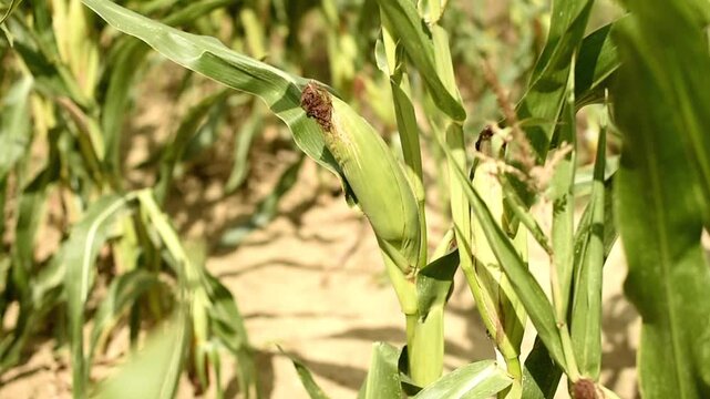 Close up of corn ears in a field with some affected by corn smut fungus. Healthy green husks and infected kernels with grey fungal galls on stalks.