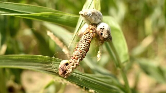 Close up of corn smut fungus growing on a maize ear in a field. Common corn smut galls developing on infected kernels.