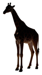 Fototapeta premium Giraffe silhouette