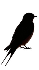 Obraz premium Swallow silhouette