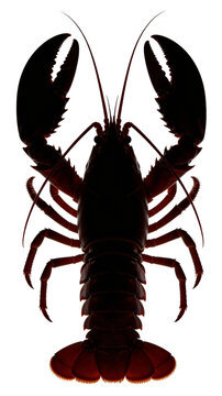 Lobster silhouette