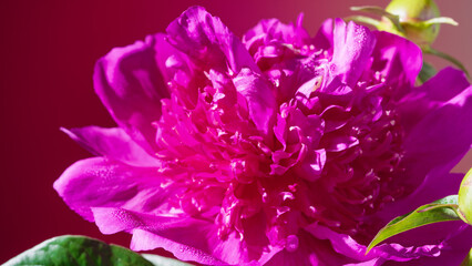 Obraz premium Vivid magenta peony with glossy petals photographed for cosmetic campaign and fashion editorial with high contrast studio highlights