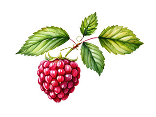 Obraz premium A single raspberry fruit on a branch with green leaves, painted in watercolor style