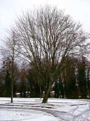 Der Baum auf einem Parkplatz im Winter