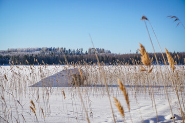Winter lake landscape with branches close up. Reeds and the frozen lake. Frozen grass in the snow.
