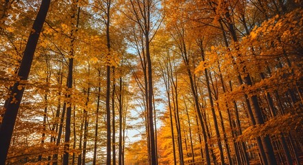 Obraz premium Autumn forest with tall trees and vibrant orange foliage
