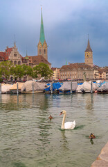 Fototapeta premium White swan and ducks swimming on the Limmat River in Zurich, Switzerland, with covered boats, historic buildings, and church towers under a cloudy sky