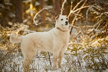 White dog walks in a pine forest in winter in bright daylight, close-up