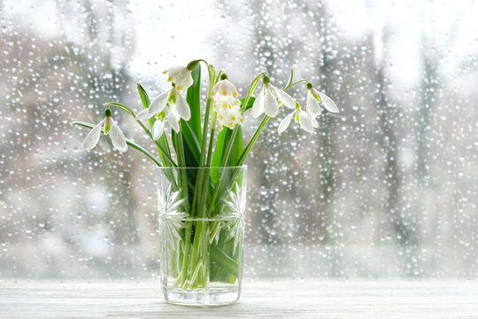 bouquet of snowdrops in glass vase on windowsill, window glass with rain drops texture background. Beautiful composition with first flowers. snowdrop - symbol of early spring season. rainy weather