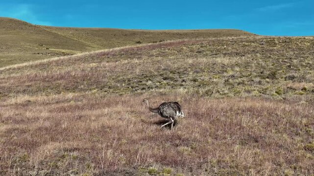 Lesser Rhea (Rhea pennata) feeding on grass in its natural habitat, Patagonia.