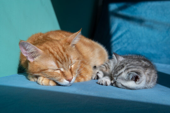 Adult ginger cat sleeping with small gray kitten on blue surface against pastel green background. Tender moment between cats, family, care, warmth, soft light, minimal studio pet portrait.