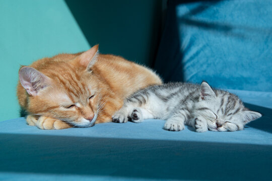 Adult ginger cat sleeps with small gray kitten on blue surface against pastel green background. Tender moment between cats, family, care, warmth, soft light, minimal studio pet portrait.