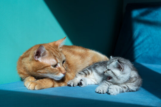 Adult ginger cat lying with small gray kitten on blue surface against pastel green background. Tender moment between cats, family, care, warmth, soft light, minimal studio pet portrait.