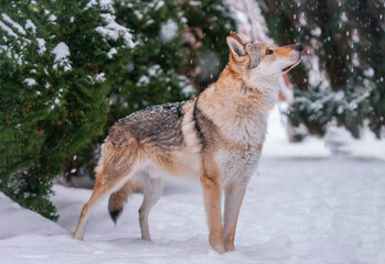 Obraz premium A Czechoslovakian Wolfdog stands in the forest in winter while it snows.