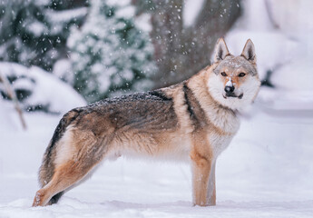 Obraz premium A Czechoslovakian Wolfdog stands in the forest in winter while it snows.