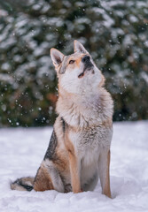 Obraz premium A Czechoslovakian wolfdog in winter under the snow against a background of trees. A dog that looks like a wolf.