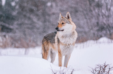Fototapeta premium A Czechoslovakian Wolfdog stands in the forest in winter while it snows.