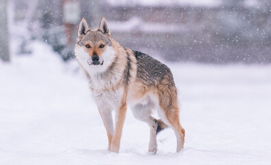 Obraz premium A Czechoslovakian Wolfdog stands in the forest in winter while it snows.