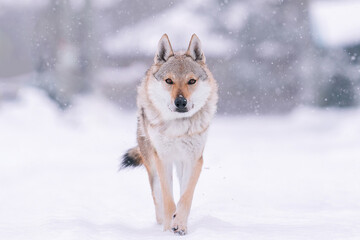 Obraz premium A beautiful Czechoslovakian wolfdog walks in winter