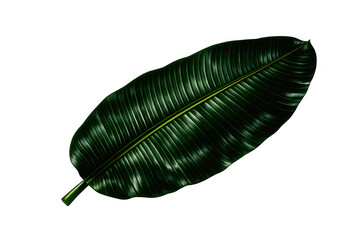 Obraz premium Tropical banana leaf illustration with vibrant green color and prominent central vein on transparent background