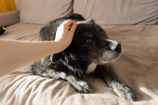 Senior dog being petted by human on cozy sofa at home  
