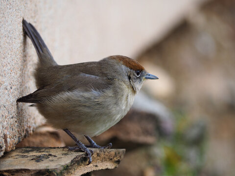 Capinera eurasiatica femmina (Sylvia atricapilla)