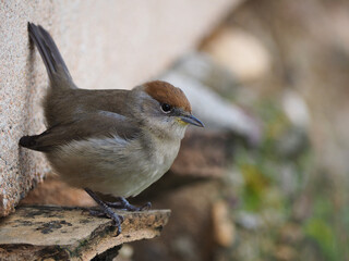 Capinera eurasiatica femmina (Sylvia atricapilla)